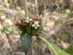 Image of Duosperma crenatum (Lindau) P. G. Meyer