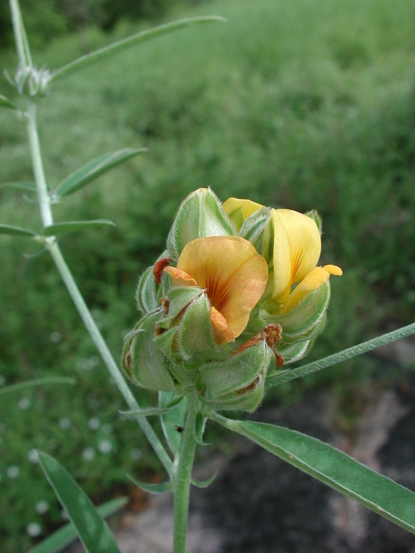 Image of Crotalaria macrocalyx Benth.