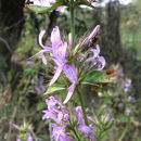 Image of Purple ribbon bush