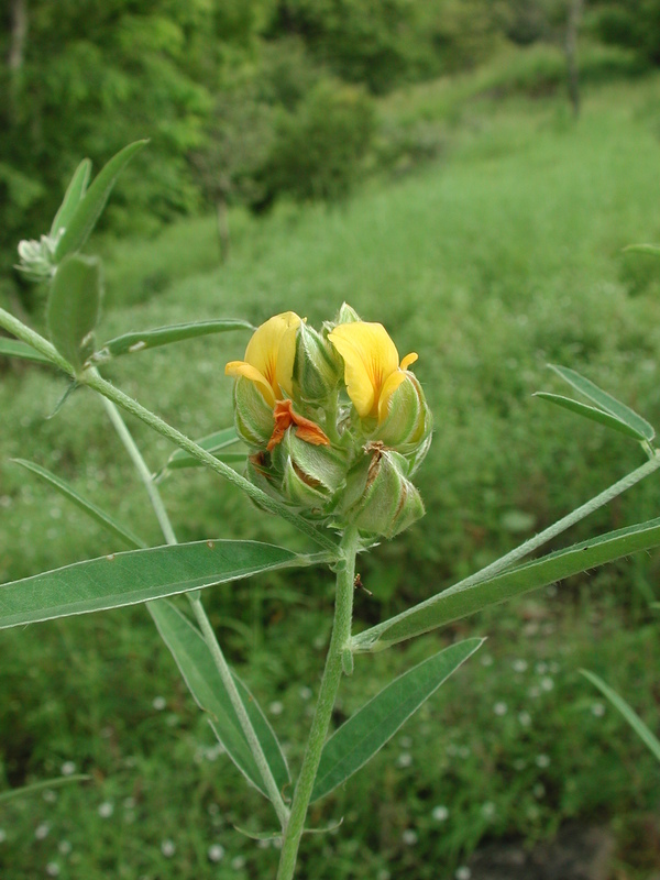 Image of Crotalaria macrocalyx Benth.