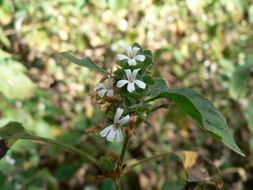 Phaulopsis imbricata (Forssk.) Sweet resmi