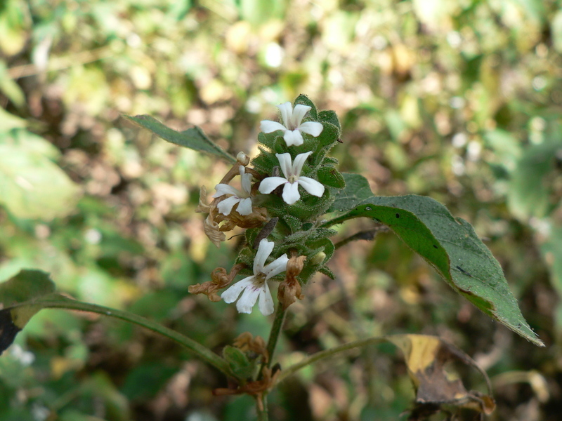 Image of Phaulopsis imbricata (Forssk.) Sweet