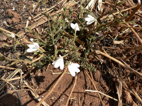 Rhinacanthus gracilis Klotzsch resmi