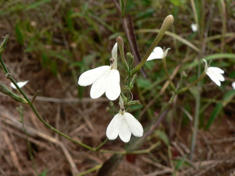 Rhinacanthus gracilis Klotzsch resmi