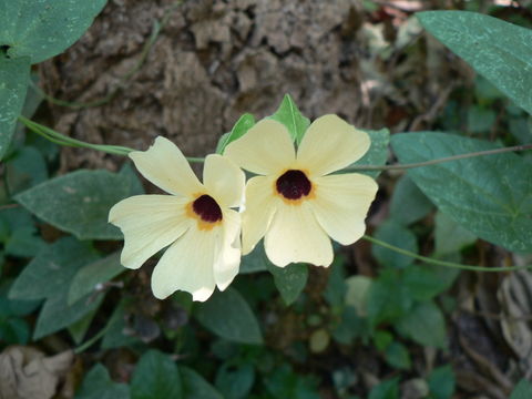 Image of blackeyed Susan vine