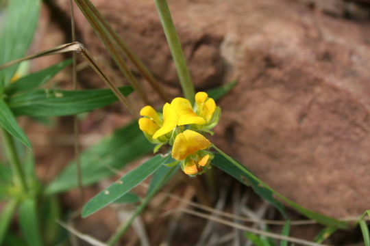 Image of Crotalaria macrocalyx Benth.