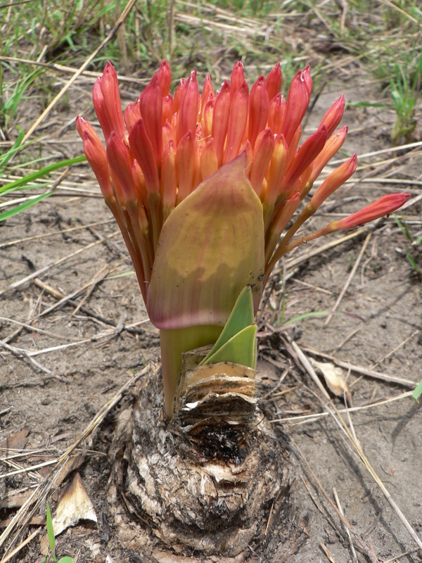 Imagem de Boophone disticha (L. fil.) Herb.