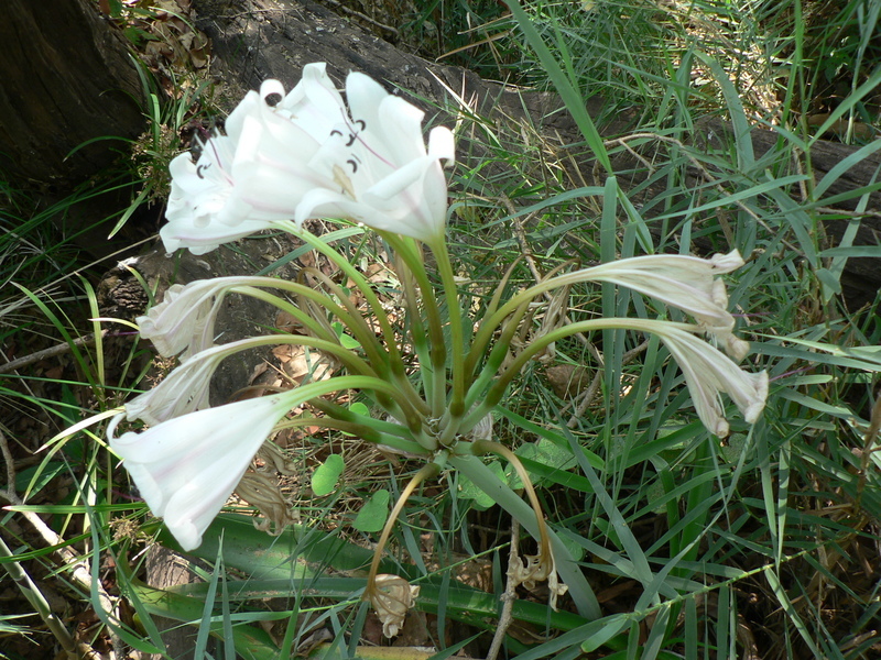 Image of pyjama lily