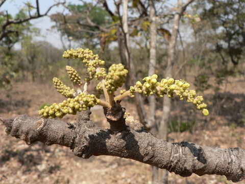 Plancia ëd Lannea discolor (Sond.) Engl.