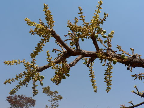 Слика од Lannea discolor (Sond.) Engl.