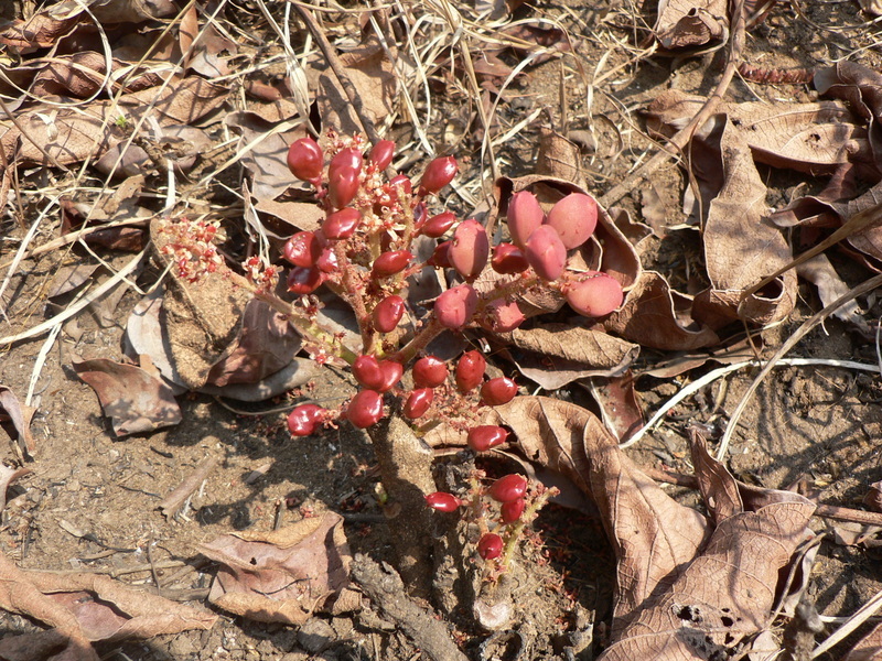 Image of Lannea edulis (Sond.) Engl.