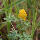 Image of Crotalaria ononoides Benth.