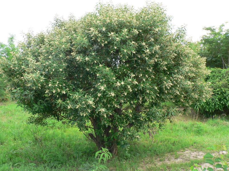 Image of Ozoroa insignis Delile