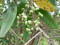 Image of Ozoroa insignis Delile