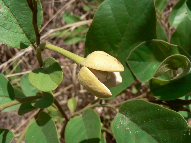 Imagem de Annona senegalensis Pers.