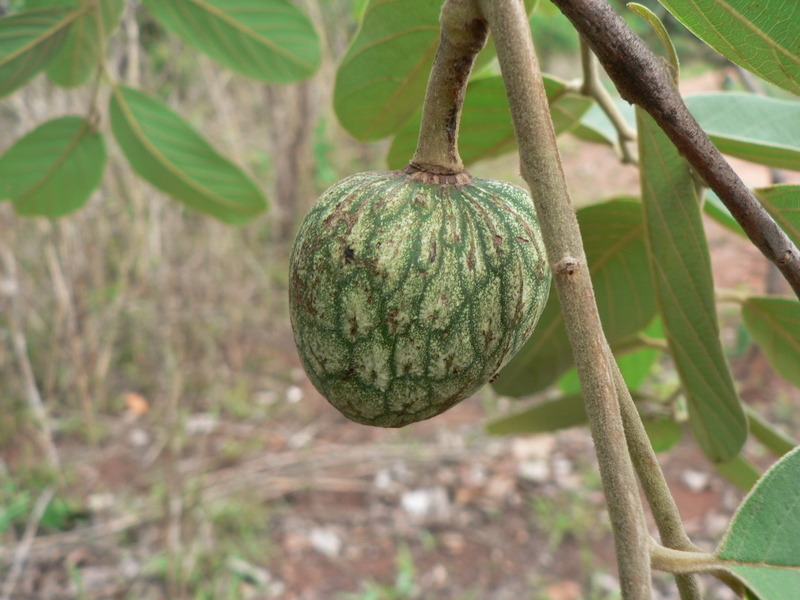 Imagem de Annona senegalensis Pers.