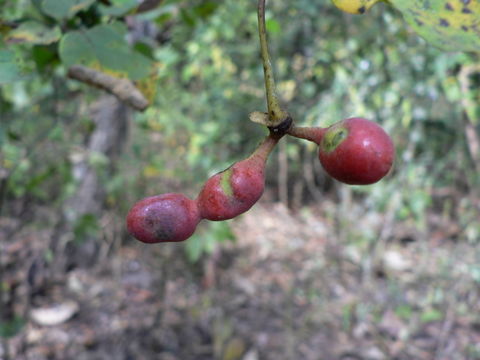 Imagem de Friesodielsia obovata (Benth.) Verdc.