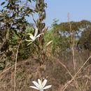 Image of Chlorophytum stolzii (K. Krause) Weim.