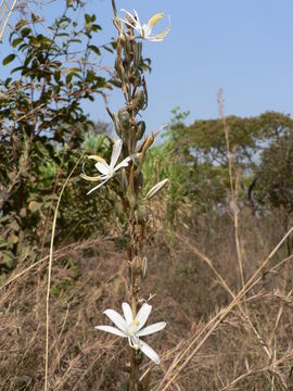 Plancia ëd Chlorophytum stolzii (K. Krause) Weim.