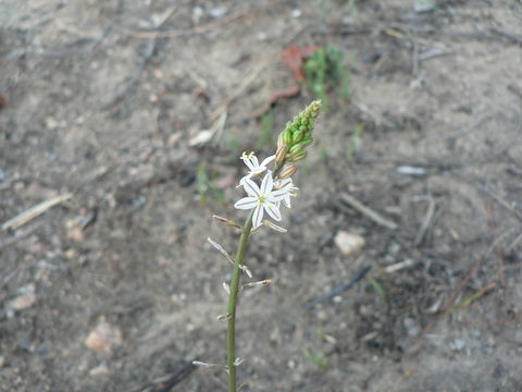 Image of Trachyandra saltii (Baker) Oberm.