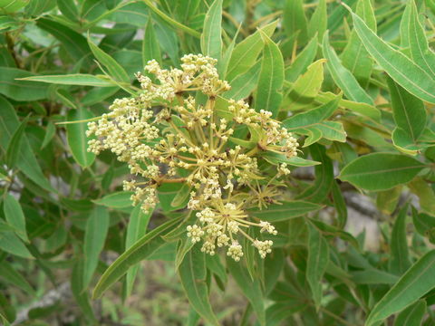 Heteromorpha arborescens (Thunb.) Cham. & Schltdl.的圖片