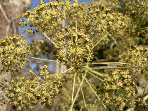 Image of Steganotaenia araliacea Hochst.