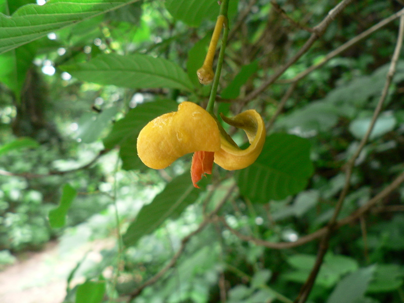 Image of Carvalhoa campanulata K. Schum.