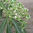 Image of Quinine tree