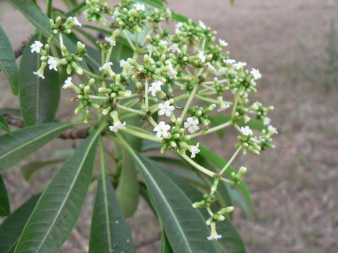 Image of Quinine tree