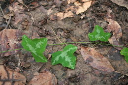 Sivun Adenia cissampeloides (Planch. ex Hook.) Harms kuva