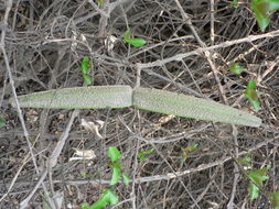 Image of Tail-less strophanthus