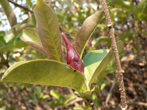 Imagem de Strophanthus courmontii Sacleux ex Franch.