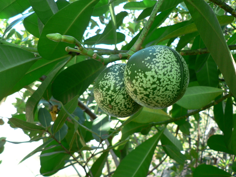 Image of Wild frangipani