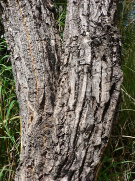 Image of Octopus cabbage tree