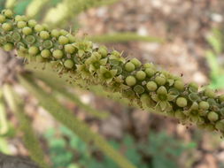 Image of Octopus cabbage tree