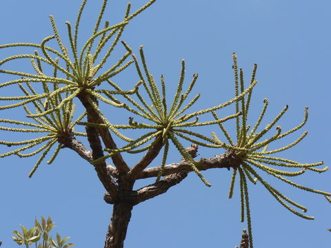 Image of Octopus cabbage tree