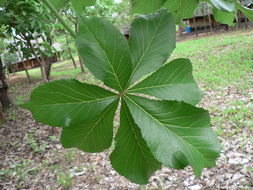 Image of Octopus cabbage tree