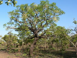 Image of Octopus cabbage tree