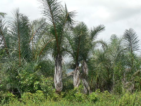 Image of raffia palm