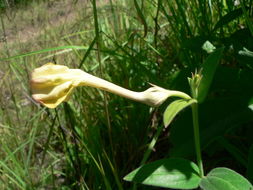 Image of Ceropegia filipendula K. Schum.