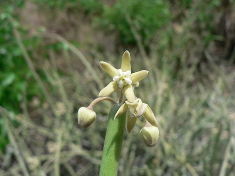 Image of Cynanchum viminale (L.) L.