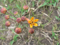 Image de Stathmostelma pauciflorum (Hochst & Steud.) K. Schum.