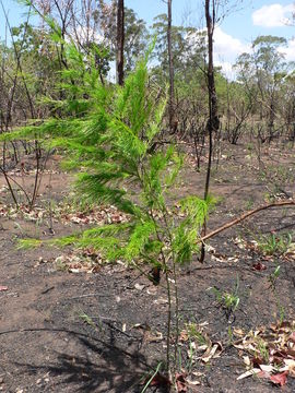 Image de Asparagus africanus Lam.