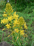 Image of Bulbine frutescens (L.) Willd.