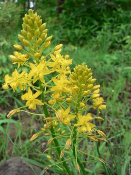 Imagem de Bulbine frutescens (L.) Willd.