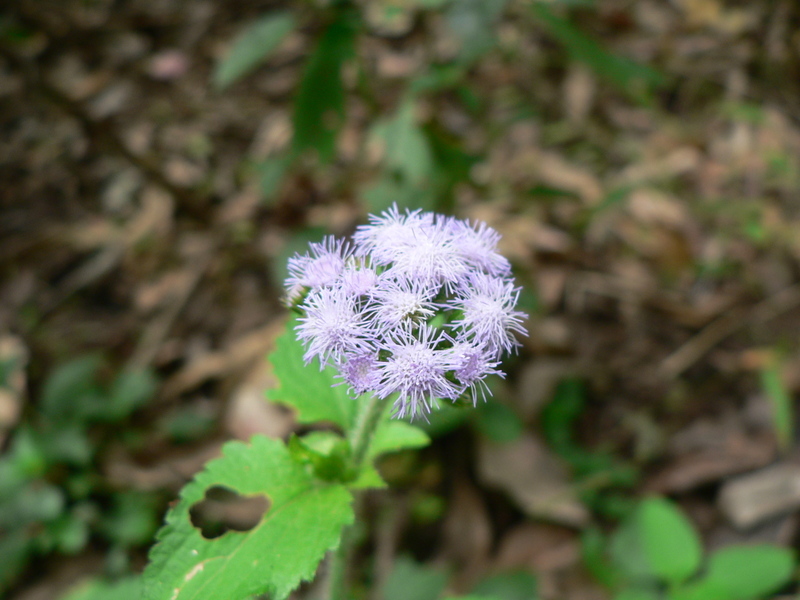 Imagem de Ageratum conyzoides L.