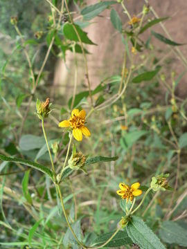 Image de Aspilia mossambicensis (Oliv.) Wild