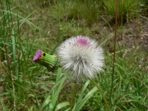 蓝花野茼蒿的圖片