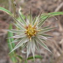 Image de Macledium sessiliflorum (Harv.) S. Ortiz