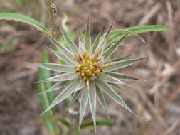 Image of Macledium sessiliflorum (Harv.) S. Ortiz